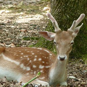 European fallow deer -Zoodyssée (2025)