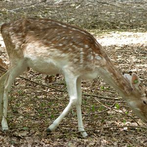 European fallow deer -Zoodyssée (2025)