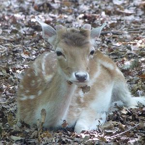 European fallow deer -Zoodyssée (2025)