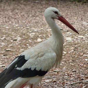 European white stork -Zoodyssée (2025)