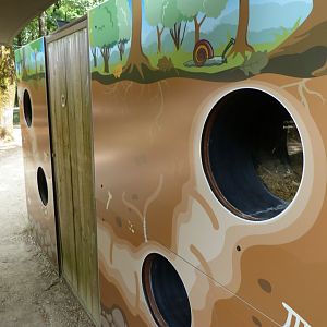 European badger and European red fox indoors exhibit -Zoodyssée (2025)