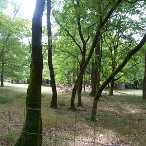 Western roe deer and Black stork exhibit -Zoodyssée (2025)