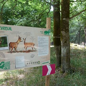 Western roe deer and Black stork exhibit -Zoodyssée (2025)