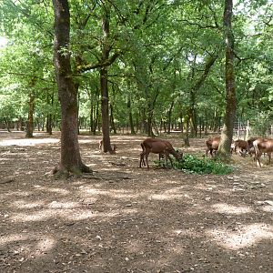 Central European red deer exhibit -Zoodyssée (2025)