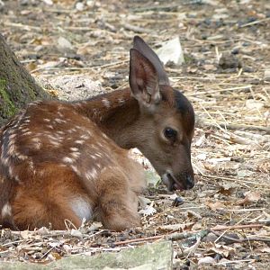 Central European red deer -Zoodyssée (2025)