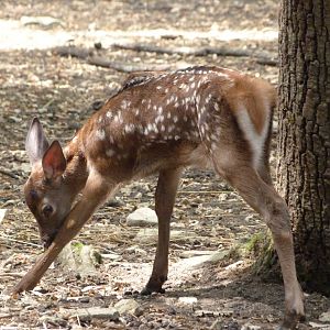 Central European red deer -Zoodyssée (2025)