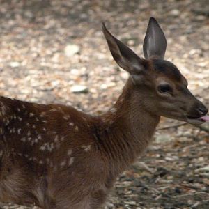 Central European red deer -Zoodyssée (2025)