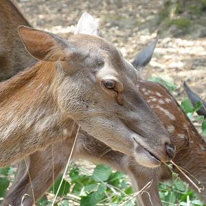 Central European red deer -Zoodyssée (2025)