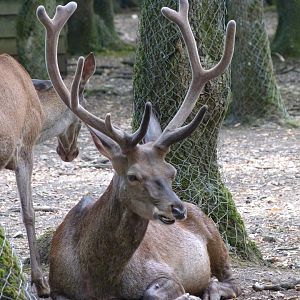 Central European red deer -Zoodyssée (2025)