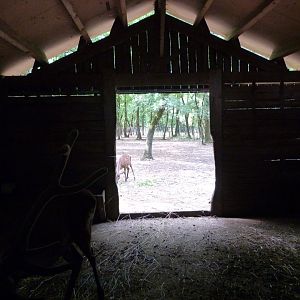 Central European red deer stable view -Zoodyssée (2025)