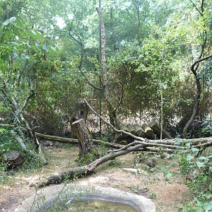 Common genet exhibit -Zoodyssée (2025)