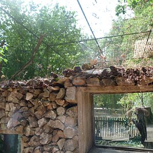 Common genet exhibit -Zoodyssée (2025)