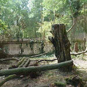 Common genet exhibit -Zoodyssée (2025)