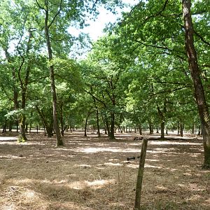 European lowland bison exhibit -Zoodyssée (2025)