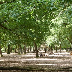 European lowland bison exhibit -Zoodyssée (2025)