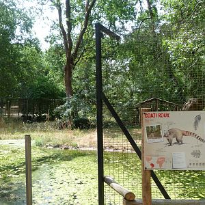 South American coati exhibit -Zoodyssée (2025)