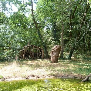 South American coati exhibit -Zoodyssée (2025)