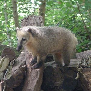 South American coati -Zoodyssée (2025)