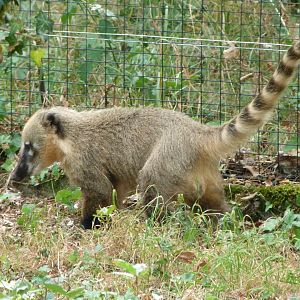 South American coati exhibit -Zoodyssée (2025)