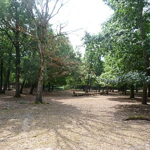European lowland bison exhibit -Zoodyssée (2025)