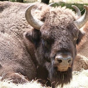 European lowland bison -Zoodyssée (2025)