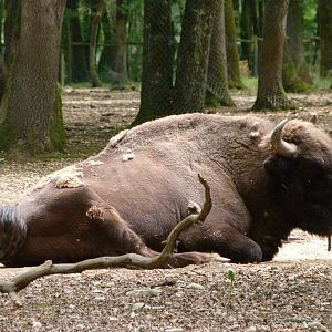 European lowland bison -Zoodyssée (2025)