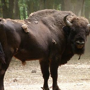 European lowland bison -Zoodyssée (2025)