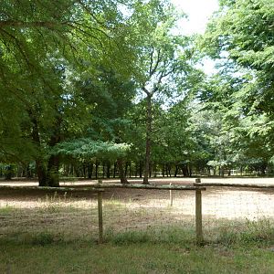 Konik horse exhibit -Zoodyssée (2025)