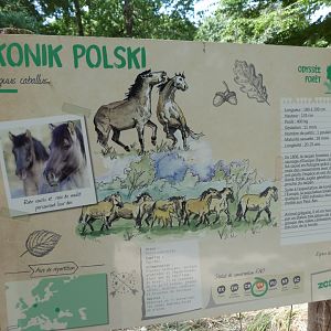 Konik horse sign -Zoodyssée (2025)