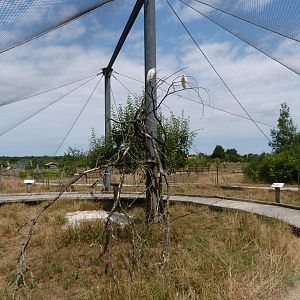 Common pheasant, Eurasian collared dove and Western cattle egret exhibit -Zoodyssée (2025)