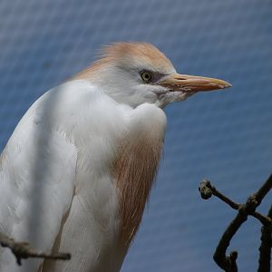 Western cattle egret -Zoodyssée (2025)