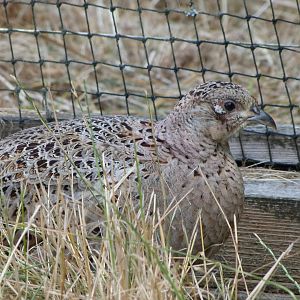 Common pheasant -Zoodyssée (2025)