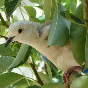 Eurasian collared dove -Zoodyssée (2025)