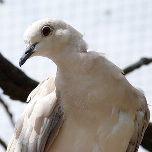 Eurasian collared dove -Zoodyssée (2025)