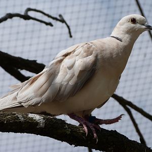 Eurasian collared dove -Zoodyssée (2025)