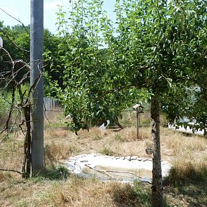 Common pheasant, Eurasian collared dove and Western cattle egret exhibit -Zoodyssée (2025)