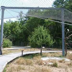 Common pheasant, Eurasian collared dove and Western cattle egret exhibit -Zoodyssée (2025)