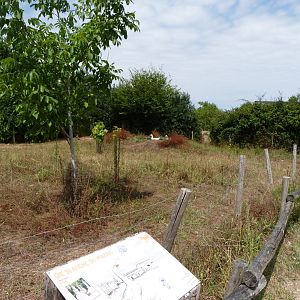 Poitou white goose exhibit -Zoodyssée (2025)