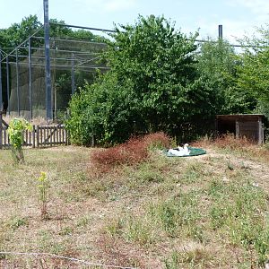 Poitou white goose exhibit -Zoodyssée (2025)