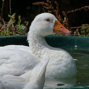 Poitou white goose -Zoodyssée (2025)