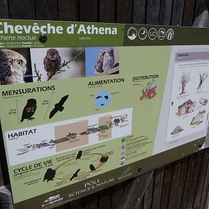 Little owl sign -Zoodyssée (2025)