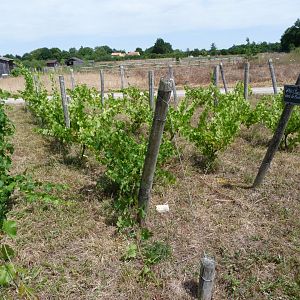 Wine grape plantation -Zoodyssée (2025)
