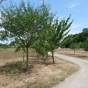 Fruit trees in "Odyssée des Campagnes" -Zoodyssée (2025)