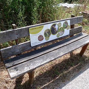 Reptile sign on bench -Zoodyssée (2025)