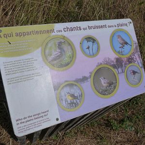 Sign about the passerines of the countryside -Zoodyssée (2025)