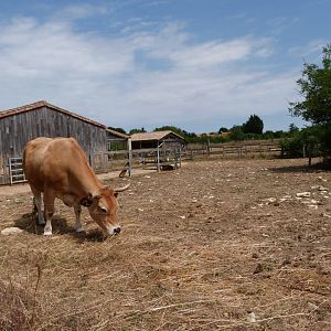 Parthenaise cattle and Poitevin goat exhibit -Zoodyssée (2025)