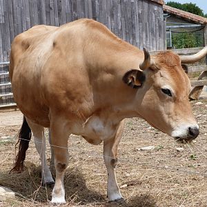 Parthenaise cattle -Zoodyssée (2025)