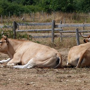 Parthenaise cattle -Zoodyssée (2025)