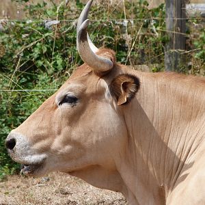 Parthenaise cattle -Zoodyssée (2025)