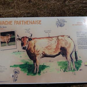 Parthenaise cattle sign -Zoodyssée (2025)